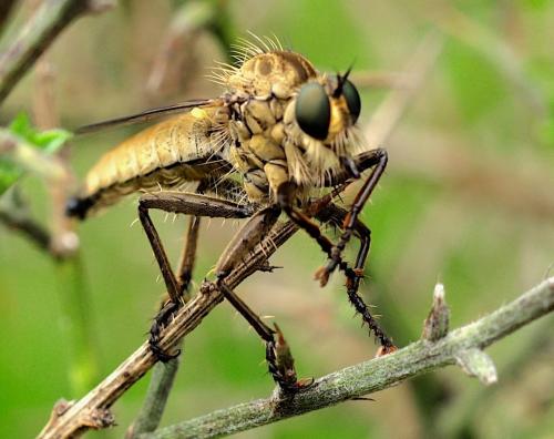 Asilinae